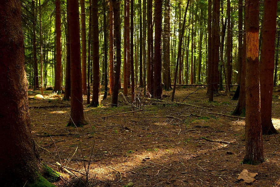 Forest, Trees, Nature, Landscape, Away, branch branches, light HD wallpaper