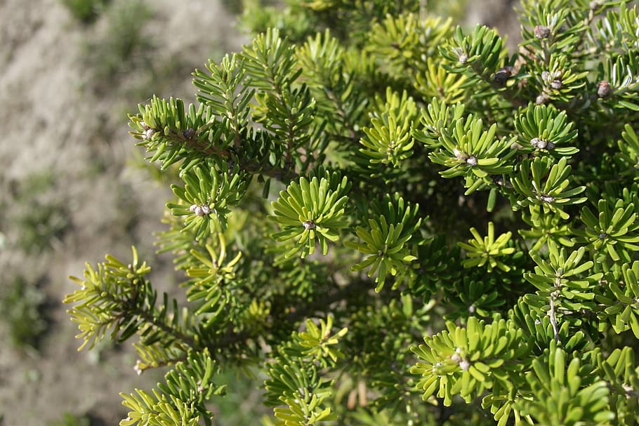 tree, nature, plant, evergreen, coniferous, green color, growth HD wallpaper