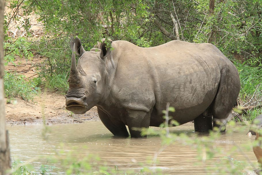 rhino, looking, animals, pond, africa, savanah, wild, safari, HD wallpaper