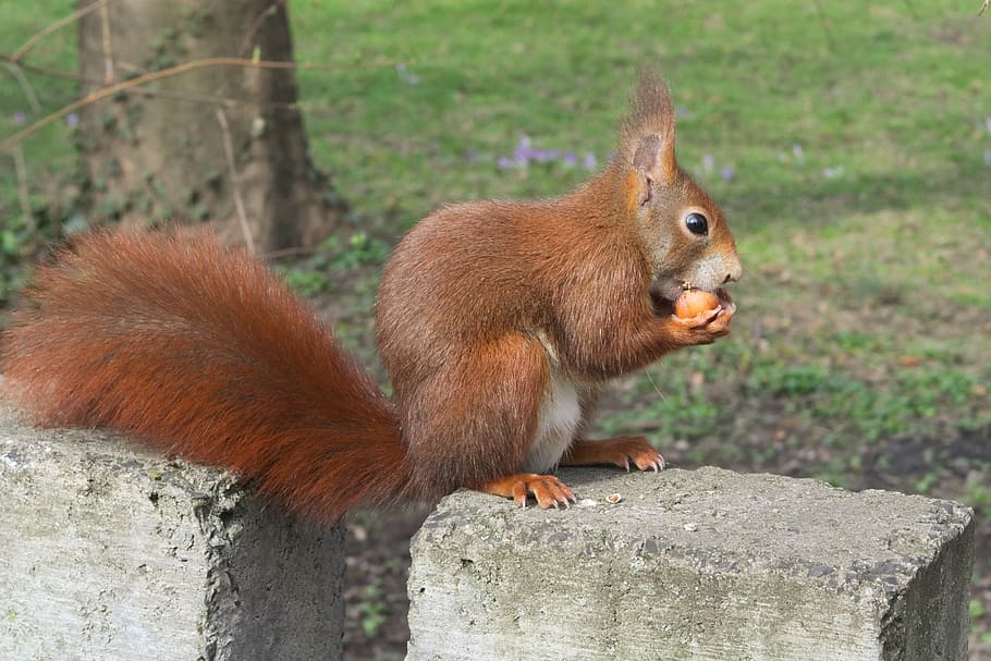 squirrel, animals, nut, eat, cute, funny, animal themes, mammal HD wallpaper