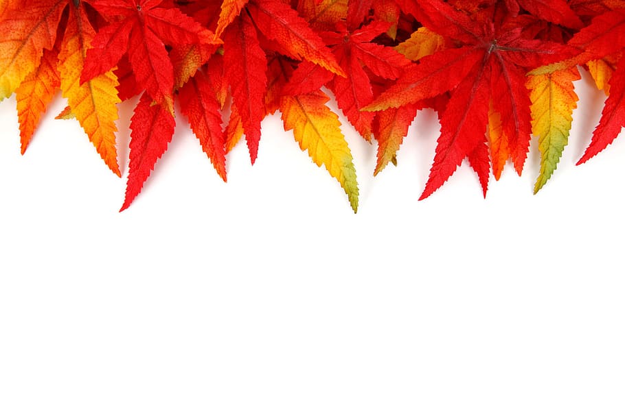 red cannabis plant, photo, green, yellow, red leaves, abstract, HD wallpaper
