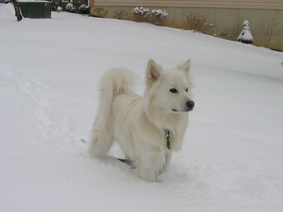 american eskimo dog, snow, canine, cute, white, looking, attentive, HD wallpaper