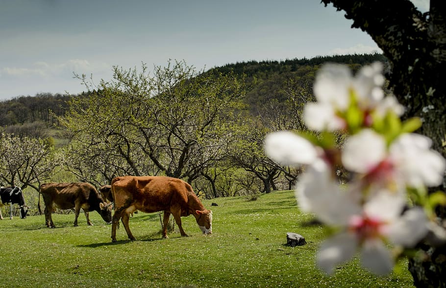 Cow, Spring, Grass, Nature, Blossom, flower, outdoor, tree HD wallpaper
