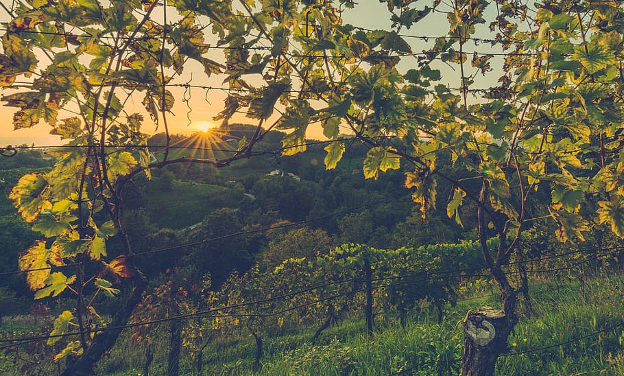 landscape, nature, sunset, trees, branches, colors, countryside HD wallpaper