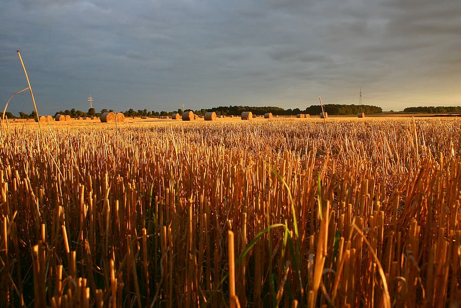 summer, straw, field, sunset, landscape, autumn, farm, agriculture HD wallpaper