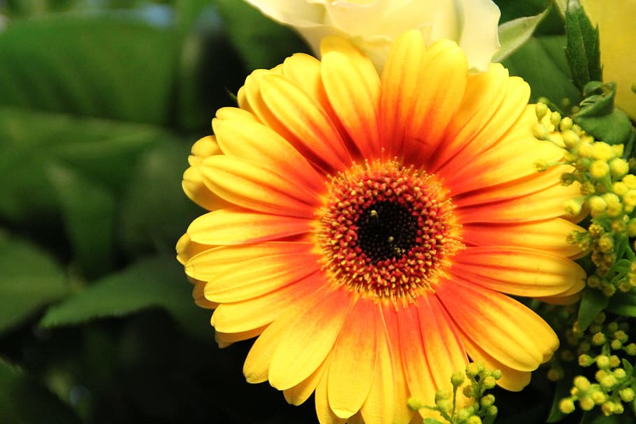 Gerbera, Orange, Flower, Blossom, yellow, bloom, schnittblume HD wallpaper