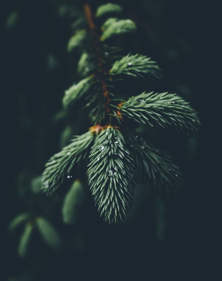 shallow focus photography of green spruce tree, untitled, macro shot HD wallpaper