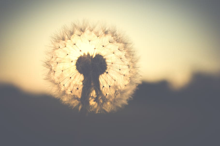 dandelion, backlighting, nature, flower, spring, macro, sun HD wallpaper