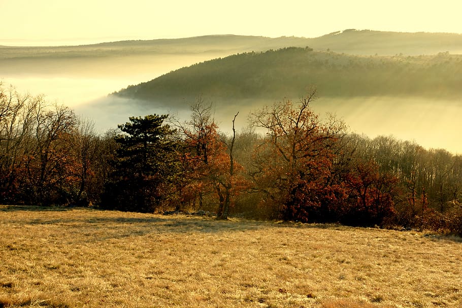 Fog, Valle, Forest, Prato, Nature, colors, winter, the triestine carso HD wallpaper