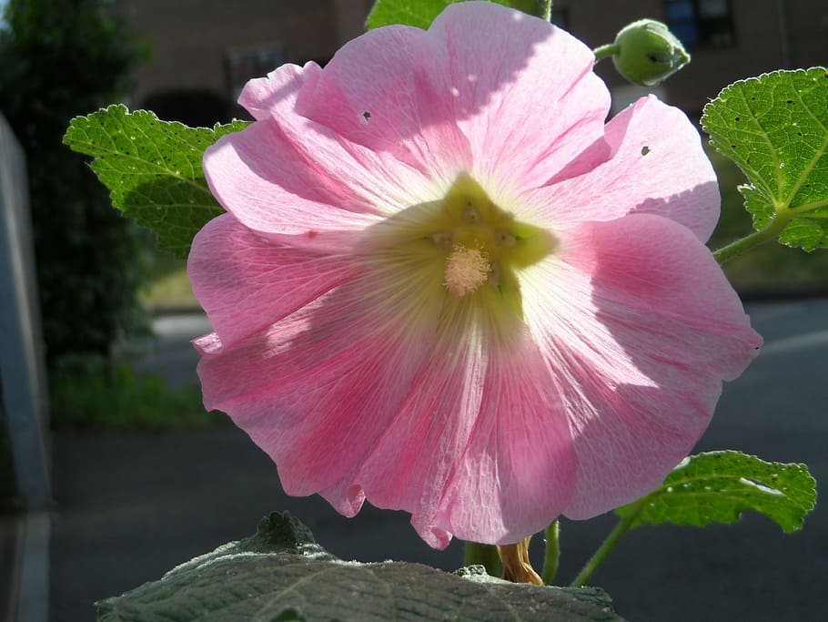 stock rose, ordinary, pink, bright, tender, hollyhock, poplar garden rose, HD wallpaper