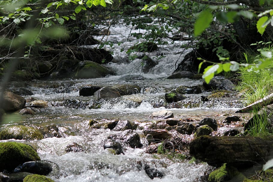 mountain stream flowing, scenery, water, beauty in nature, plant HD wallpaper