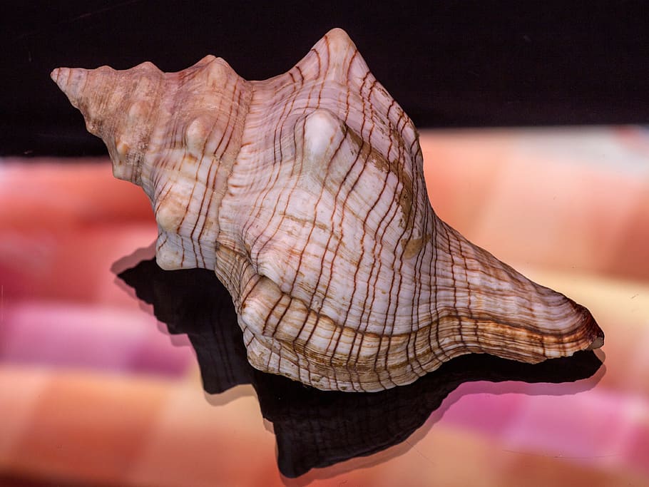Still Life, Shell, Glass, Reflection, glass reflection, macro HD wallpaper