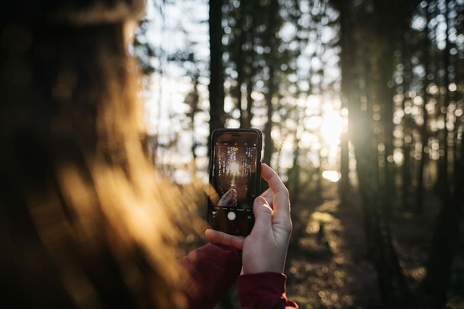 person taking photo in forest, woman taking photo at trees, sunset HD wallpaper
