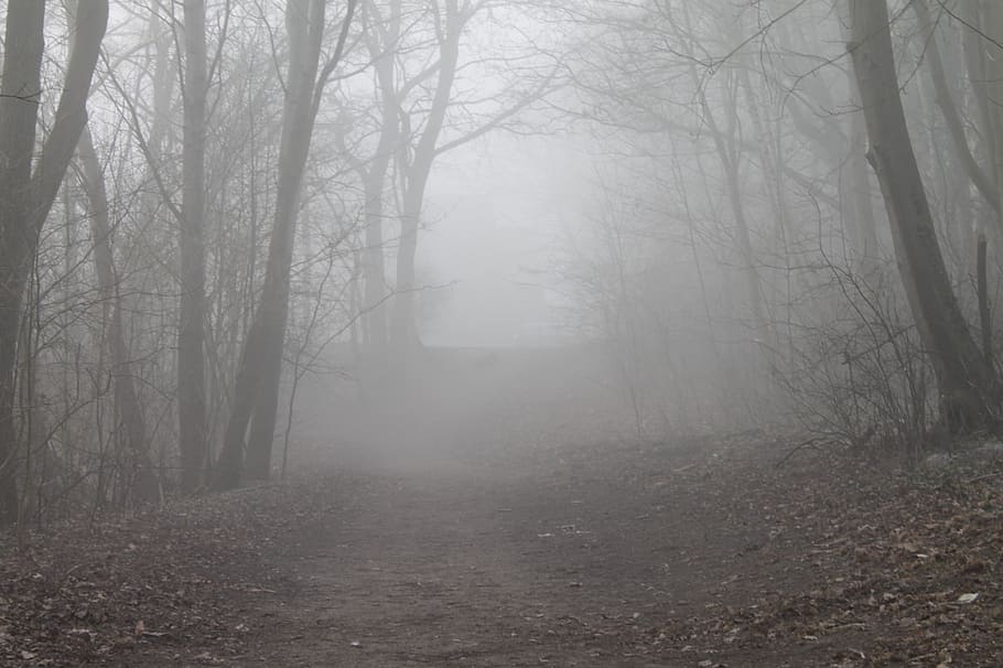 forest path, fog, trees, landscape, lane, tranquility, plant HD wallpaper