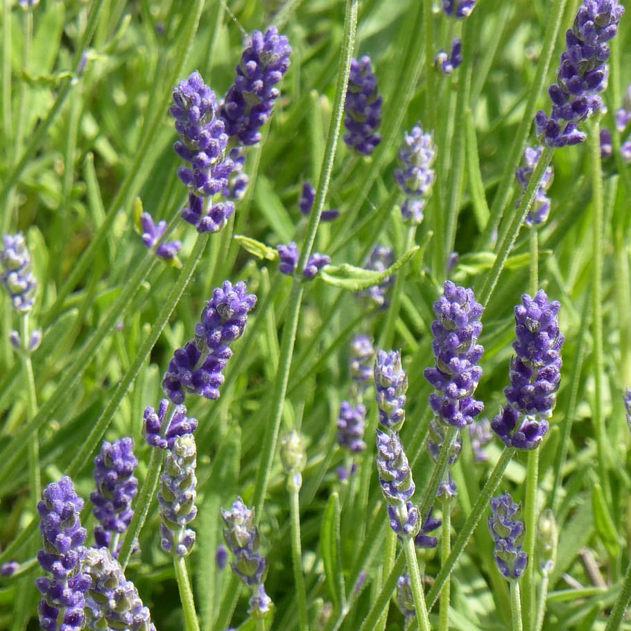 lavender, field, plant, purple, flowers, fragrance, herbs, lavandula multifida, HD wallpaper