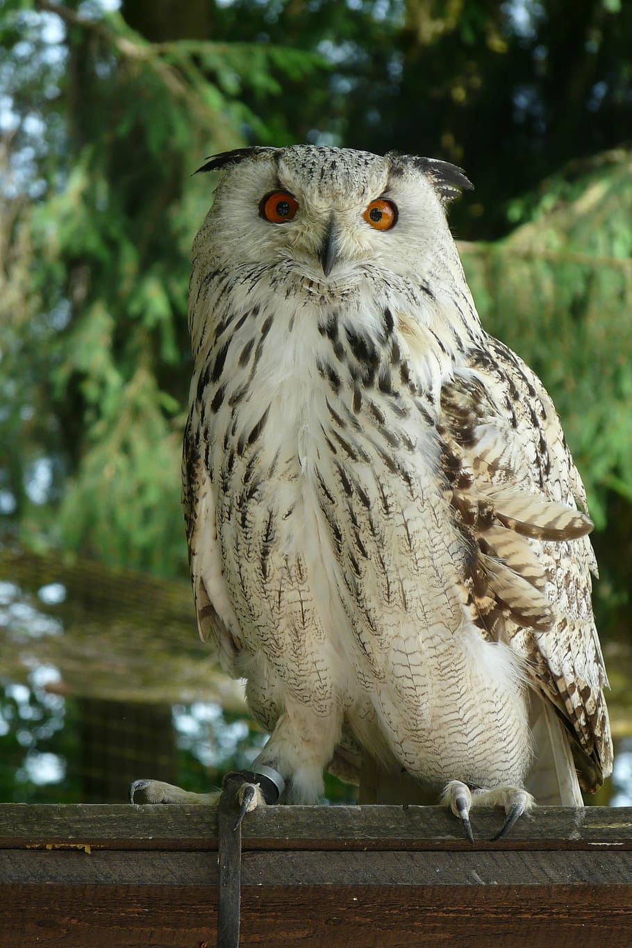 eagle owl, bird, animal themes, animal wildlife, animals in the wild HD wallpaper