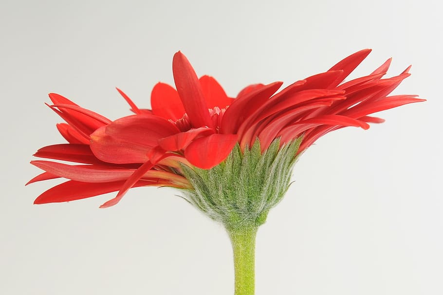 gerbera, germini, flower, spring, blossom, bloom, affection HD wallpaper