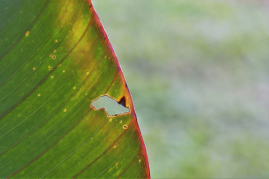 selected-focus photo of green leaf, plant, holey, close, nature HD wallpaper