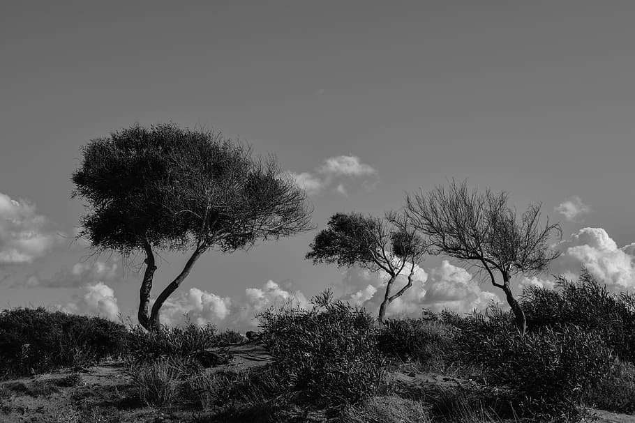Trees, Dunes, Nature, Landscape, Scenery, sky, clouds, makronissos HD wallpaper