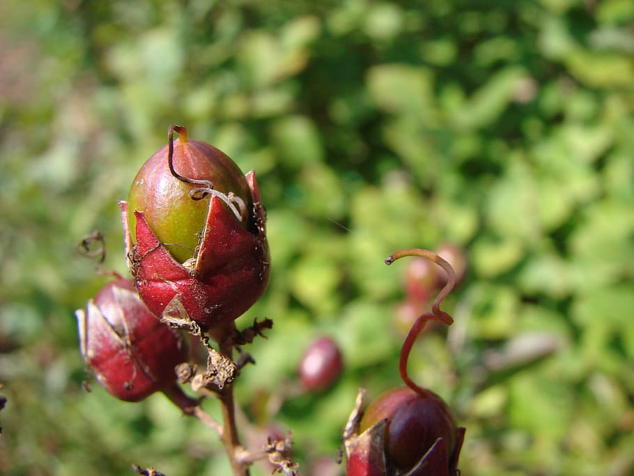 crepe myrtle, crape myrtle, fruit, flora, lythraceae, plant HD wallpaper