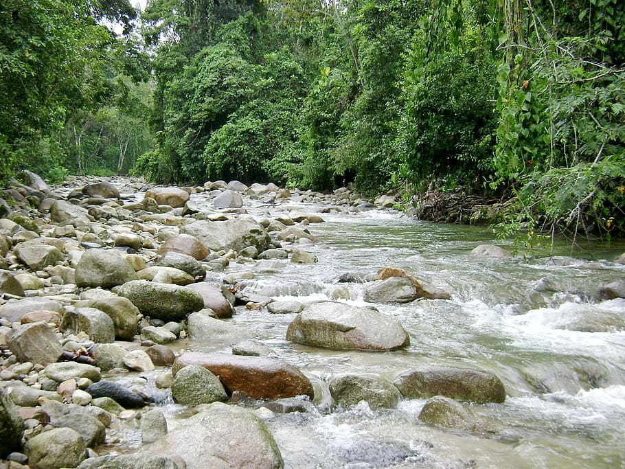 River, Current, Nature, forest, no people, water, day, stream - flowing water HD wallpaper