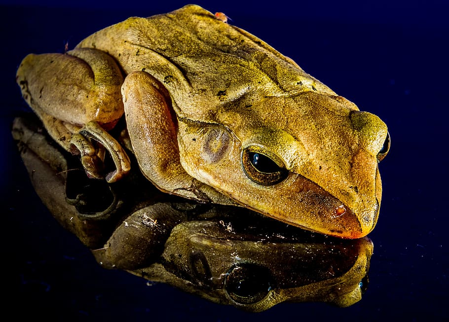 frog, close, mirror image, amphibian, animal, nature, toad HD wallpaper
