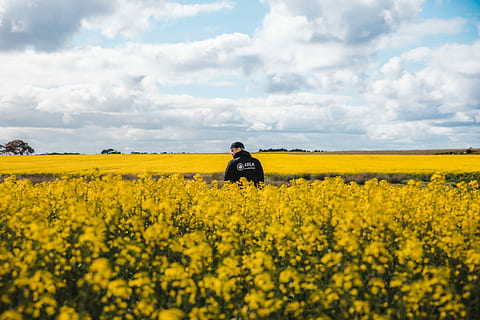 Hello Hayfever, man standing wearing black shirt surrounded by yellow petaled flowers HD wallpaper