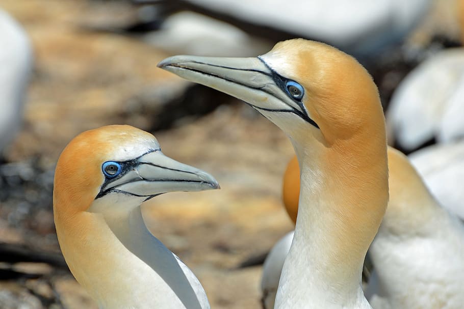 two brown birds in selective focus photo, northern gannet, animals, HD wallpaper