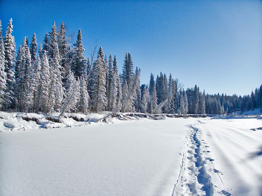 A long frozen path, trees covered with snow, forest, outdoors HD wallpaper