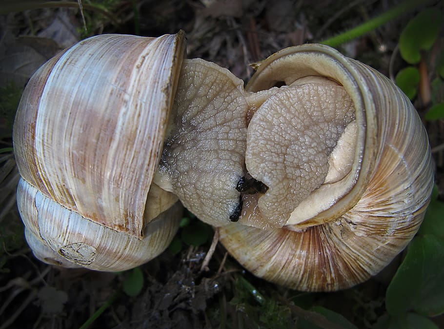 snails, devoured, love game, close, snail shell, lovers, close-up HD wallpaper