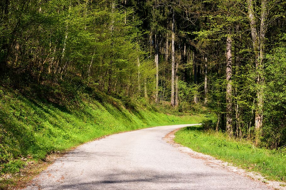 spring, road, away, forest, nature trail, trees, asphalt, plant HD wallpaper
