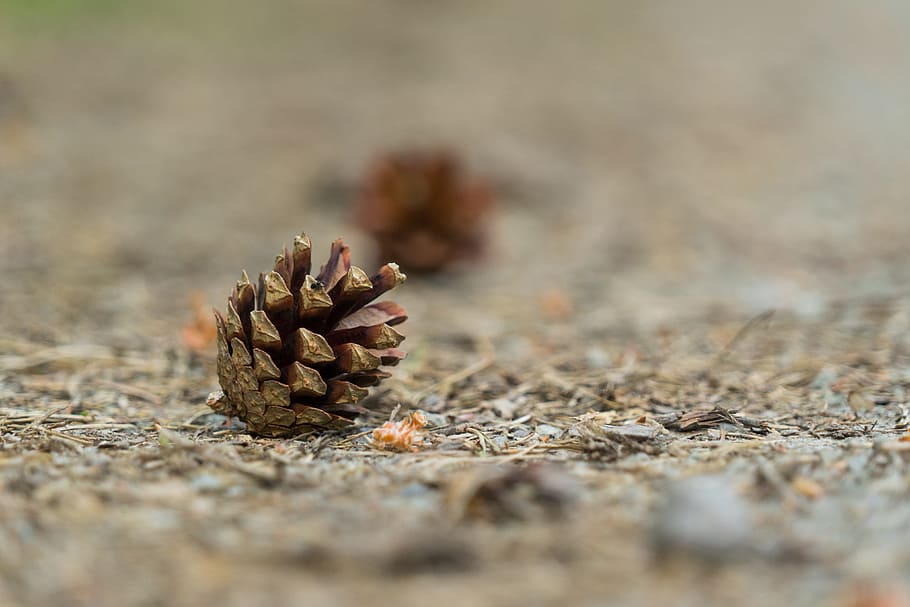 Tap, Pine Cones, Forest, Nature, Macro, selective focus, no people HD wallpaper