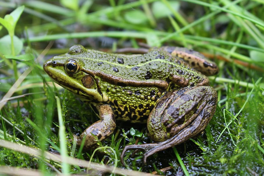 frog, animal, grass, animal themes, animal wildlife, one animal HD wallpaper