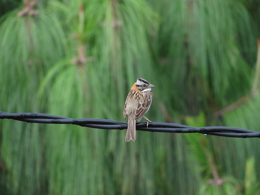 Bird, Cuenca, Ecuador, Gray, green, natural, one animal, animals in the wild HD wallpaper