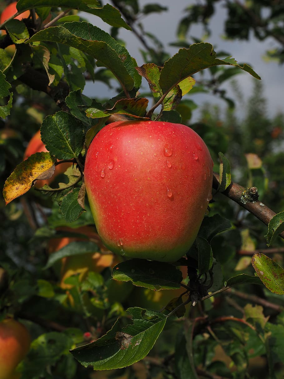 apple, fruit, red, frisch, apple tree, healthy, vitamins, orchard HD wallpaper