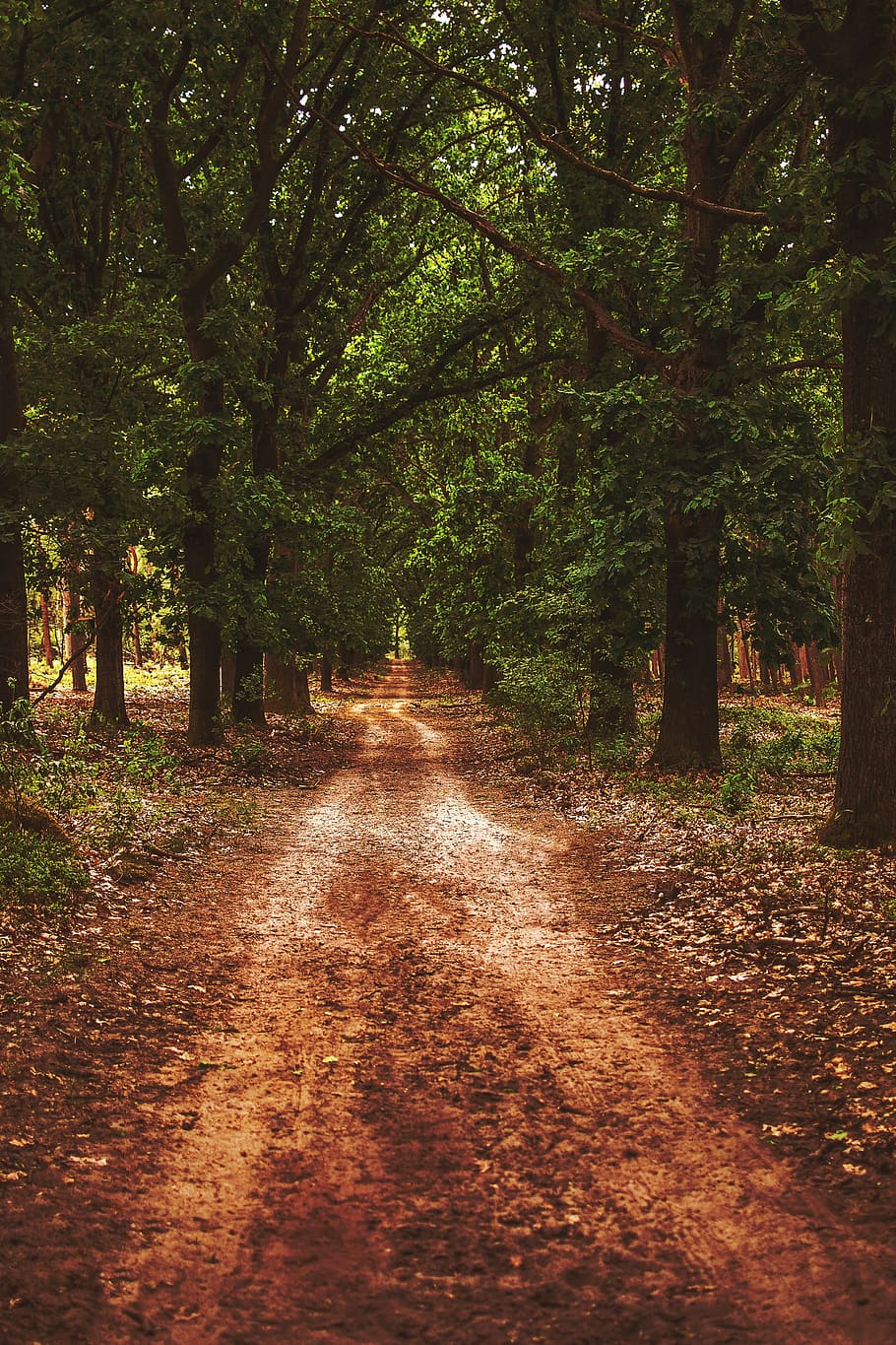 Forest, Path, Nature, forest path, avenue, tree, footpath, the way forward HD wallpaper