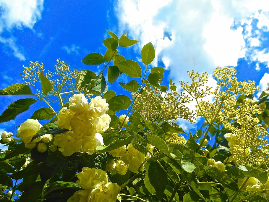 flowers, blue sky, summer, nature, plant, flowering plant, growth HD wallpaper