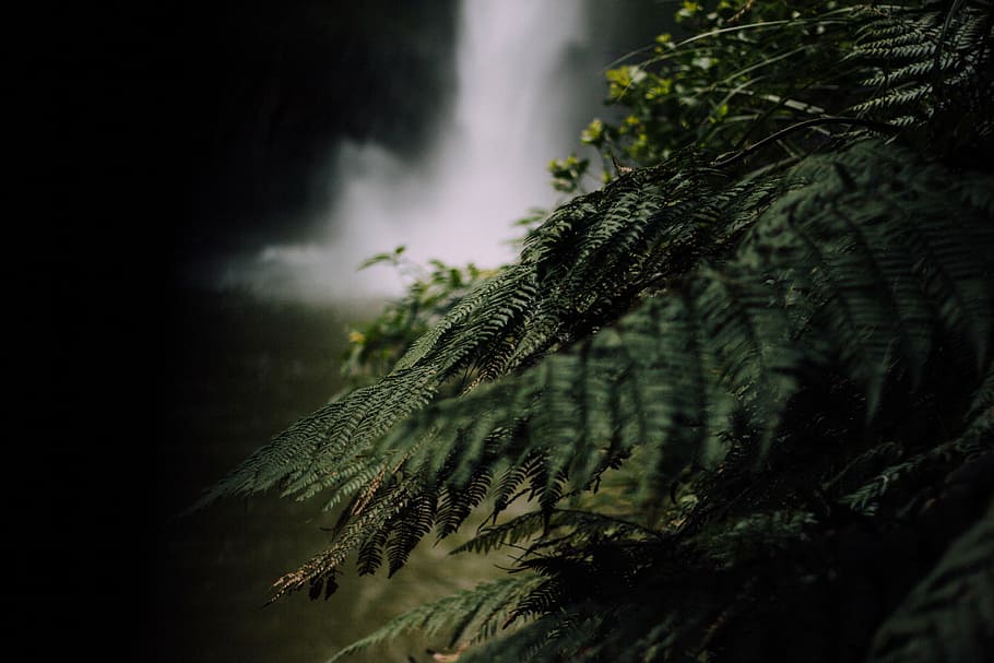 selective focus photography of green leafed plant, fern, near HD wallpaper
