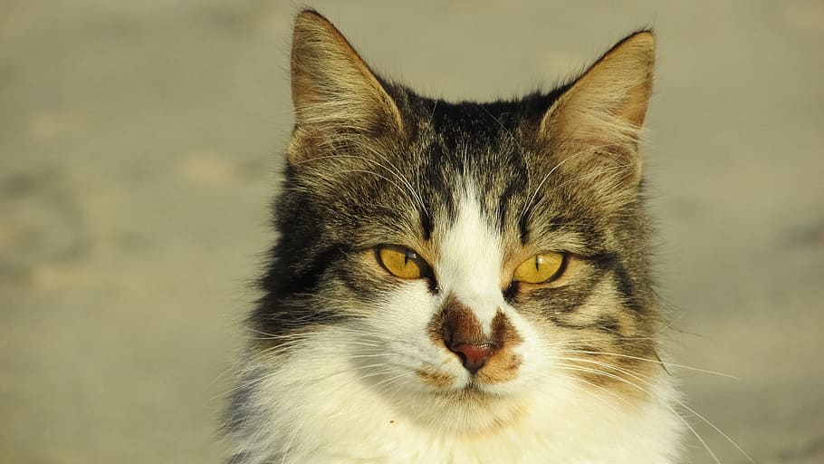 closeup photography of white and grey cat, stray, animal, cute HD wallpaper