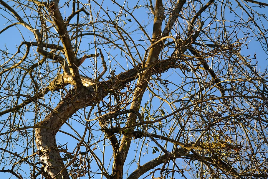 tree, branches, apple tree, mistletoe, plant, low angle view HD wallpaper