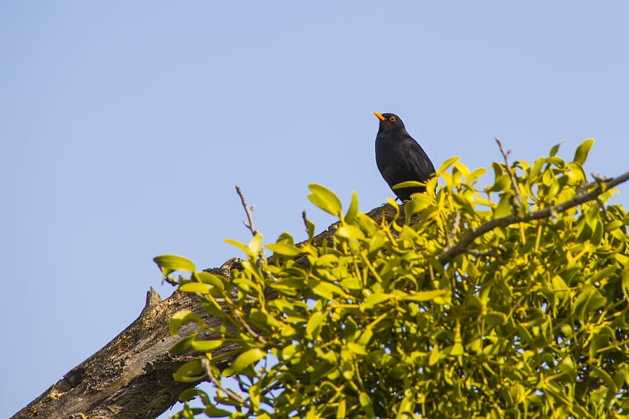 blackbird, tree, mistletoe, sky, birds, songbird, black bird HD wallpaper