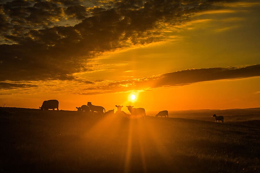 silhouette of animals during golden hour, sun, sheep, clouds HD wallpaper