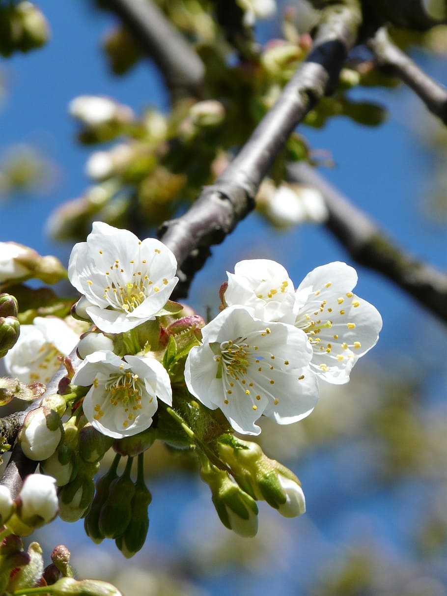 spring, flowers, bloom, joy, biel, apple, flowering plant, growth HD wallpaper