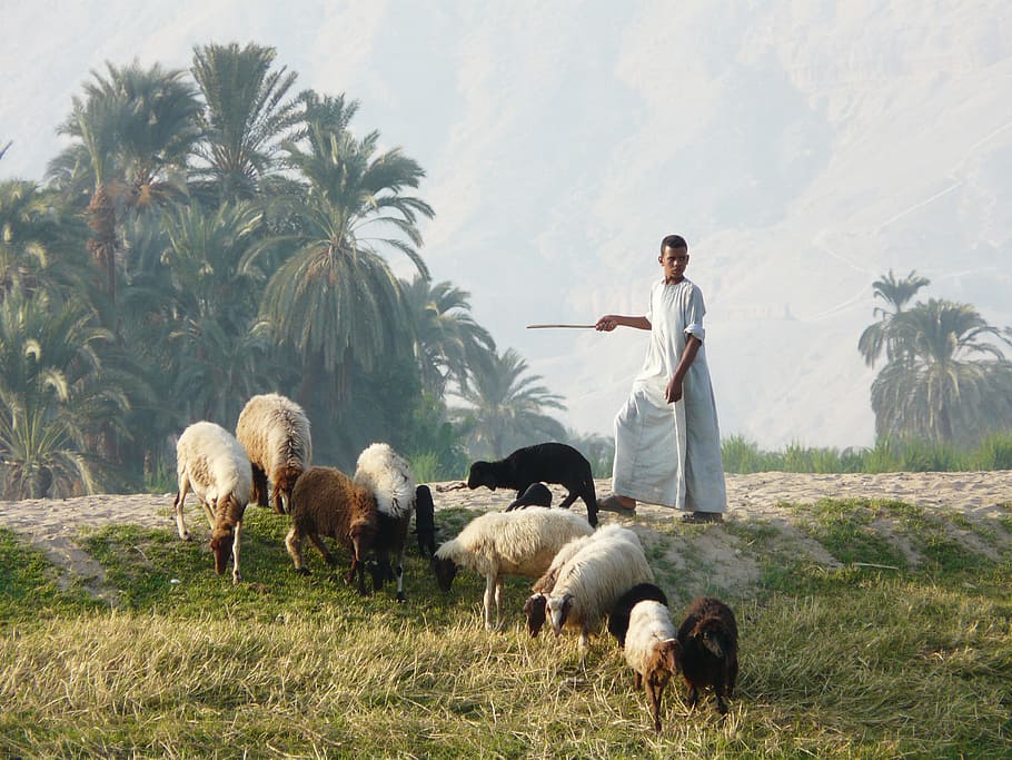 woman standing beside herd of goat, Shepherd, Flock, Luxor, Egypt HD wallpaper