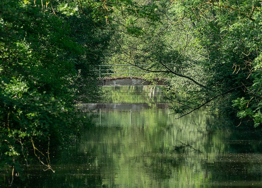 nature, bach, bridge, water, landscape, forest, river, watercourse, HD wallpaper