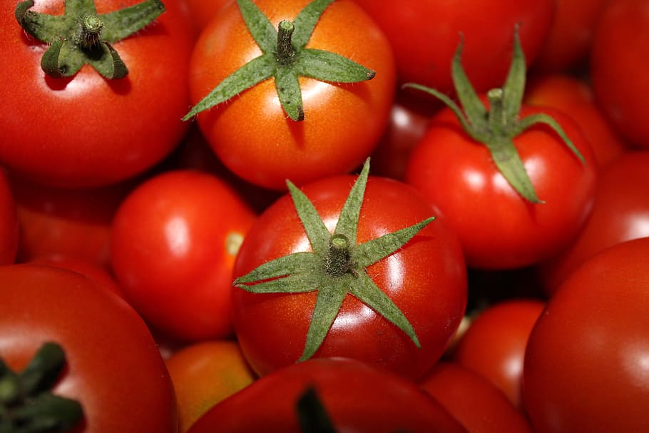 Tomatoes, Vegetables, Harvest, Food, red, vegetarian, frisch HD wallpaper