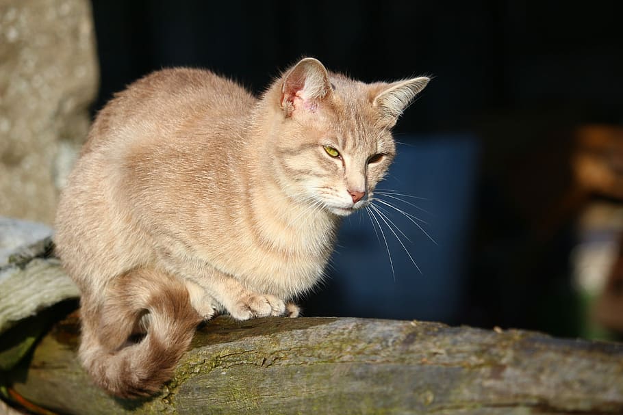 Mackerel, Tiger Cat, mieze, breed cat, kitten, cat face, domestic cat HD wallpaper