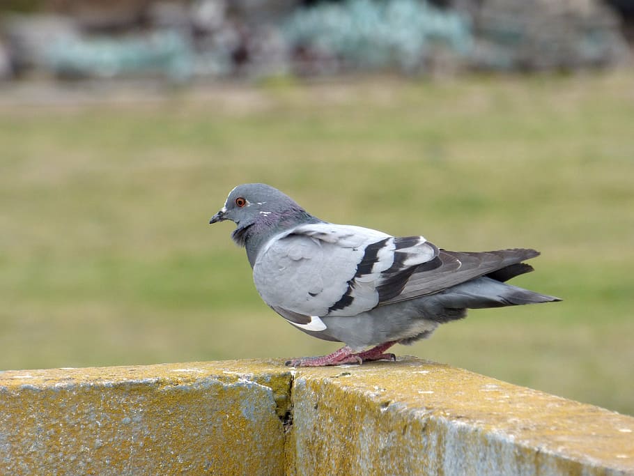paloma, ave, bird, feathers, pigeon, animal, nature, dove - Bird HD wallpaper