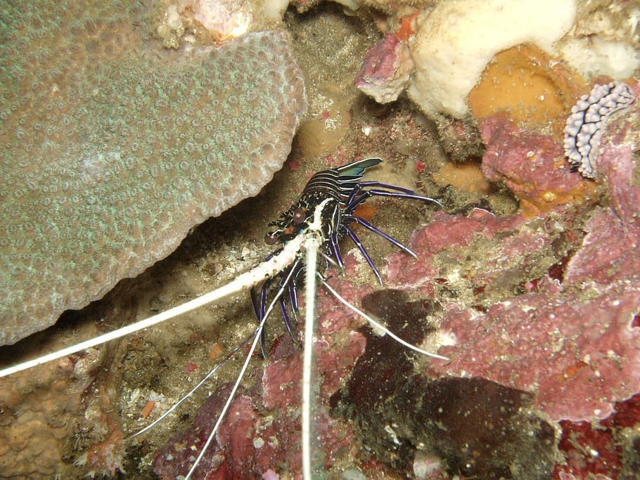 diving, shrimp, under, water, southeast, asia, thailand, underwater HD wallpaper