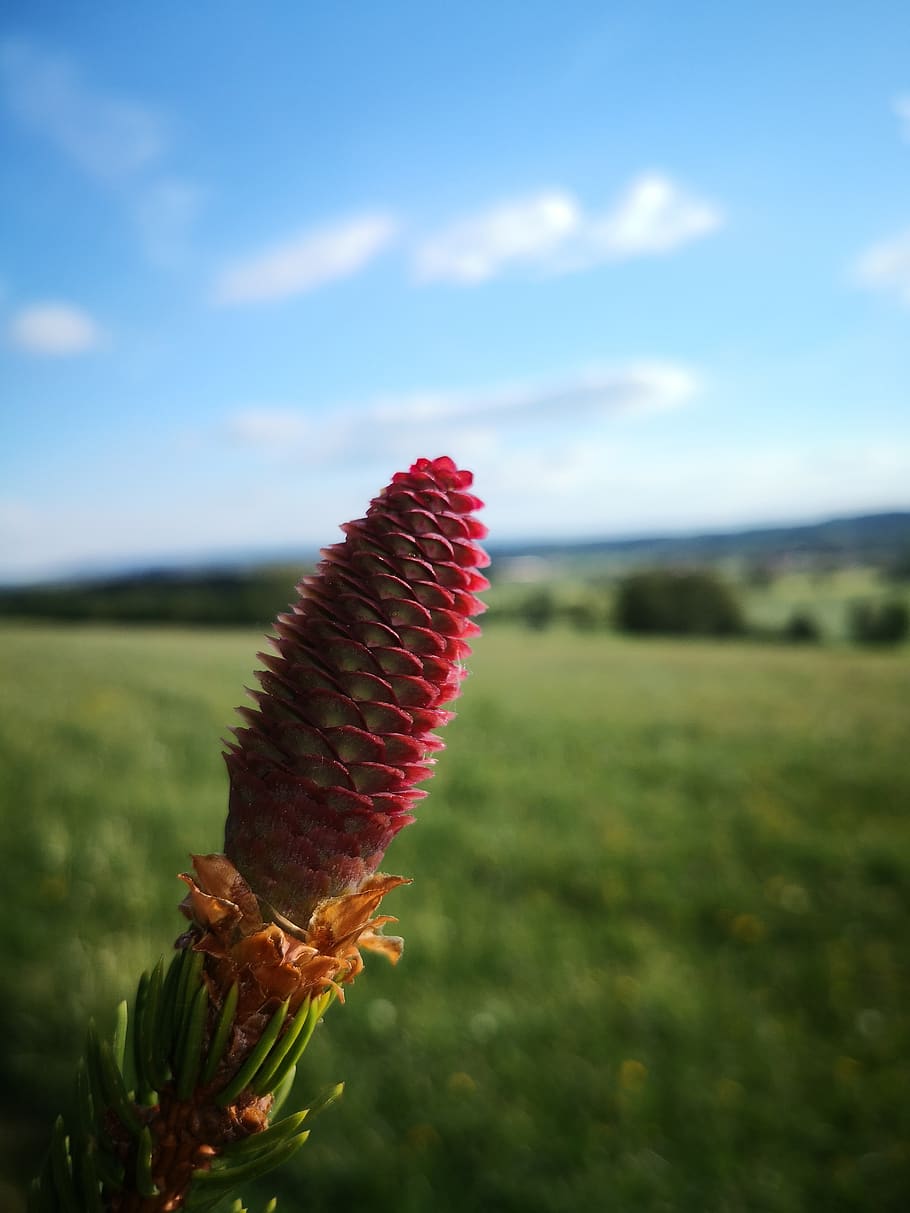 nature, sky, tree, plant, growth, field, land, focus on foreground HD wallpaper